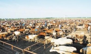 第四届世界皮革大会将讨论牲畜养殖业对气候变化的影响